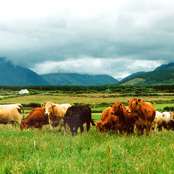 Rebaño de vacas en un campo