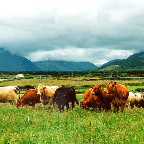 Rebaño de vacas en un campo