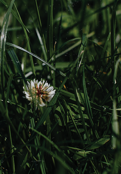 flor de trébol