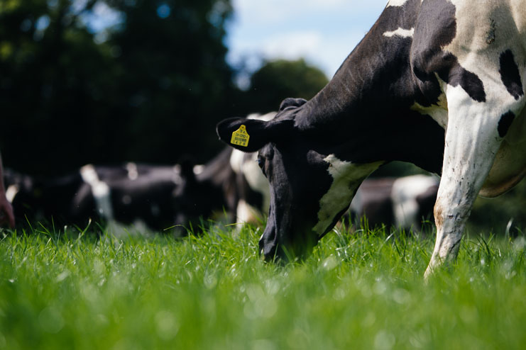 vacas lecheras irlandesas en el campo