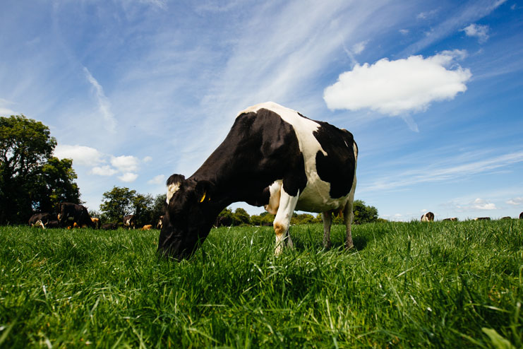 Vaca lechera comiendo hierba