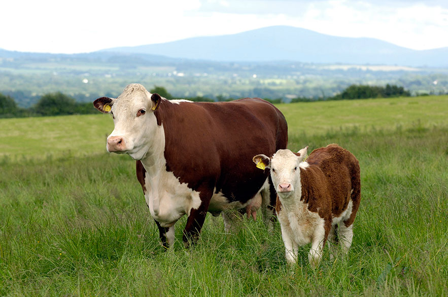 Carne de Hereford