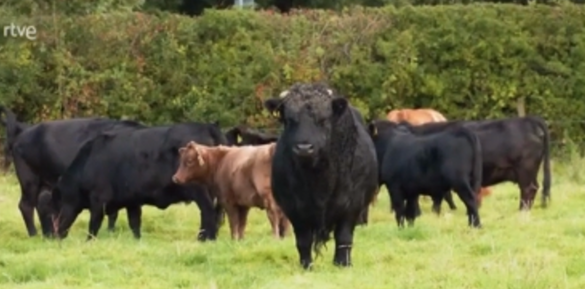 Vacas Dexter cows in a field